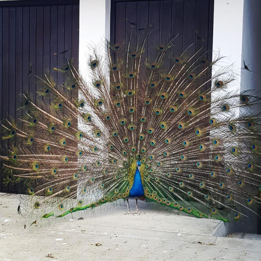Peacock Lodge Wain Εξωτερικό φωτογραφία